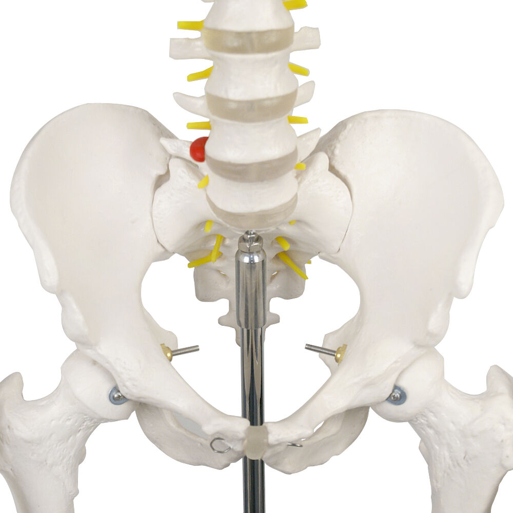 70'' Scientific Human Skeleton Model Anatomical Skeleton with Rolling Stand