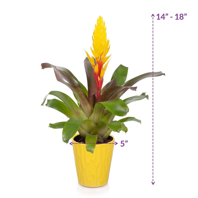 Just Add Ice 5" Yellow Bromeliad in Ceramic