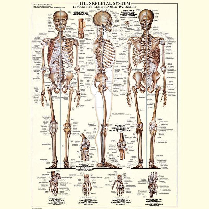 Eurographics Inc. The Skeletal System 1000 Piece Jigsaw Puzzle