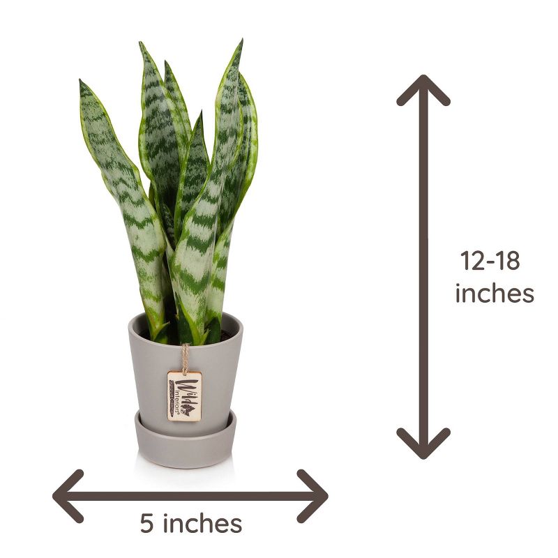 Wild Interiors 5" Sansevieria Signature Foliage in Ceramic