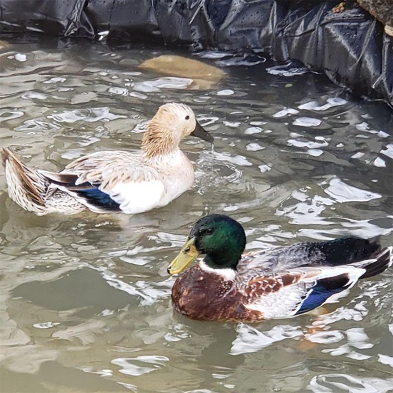 Algreen Versatile 14 x 14 Foot Low Maintenance Home Water Garden Outdoor Pond Liner for 1,200 Gallon Gardens