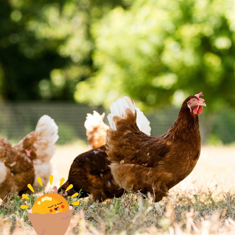 Oakdell Cage-Free Grade A Large Brown Eggs - 12ct