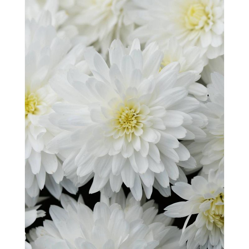 8" White Chrysanthemum Plant with Orange Blooms - National Plant Network