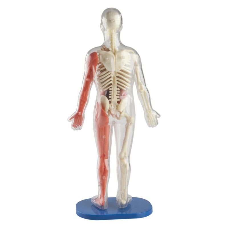 Squishy Human Body Anatomy Kit