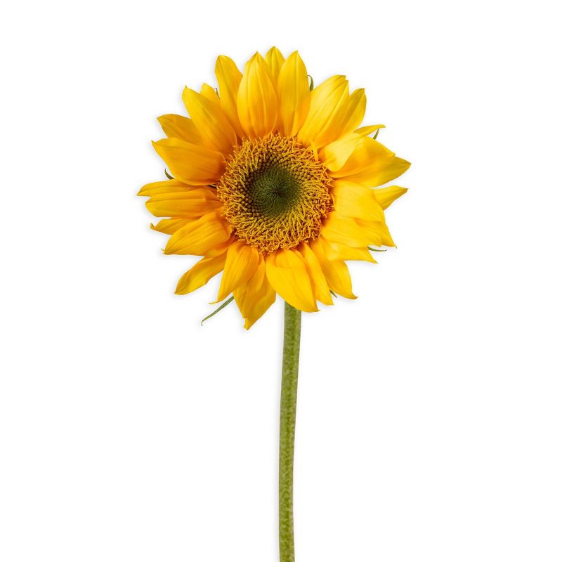 Sunflower Garden Kit - Creativity for Kids