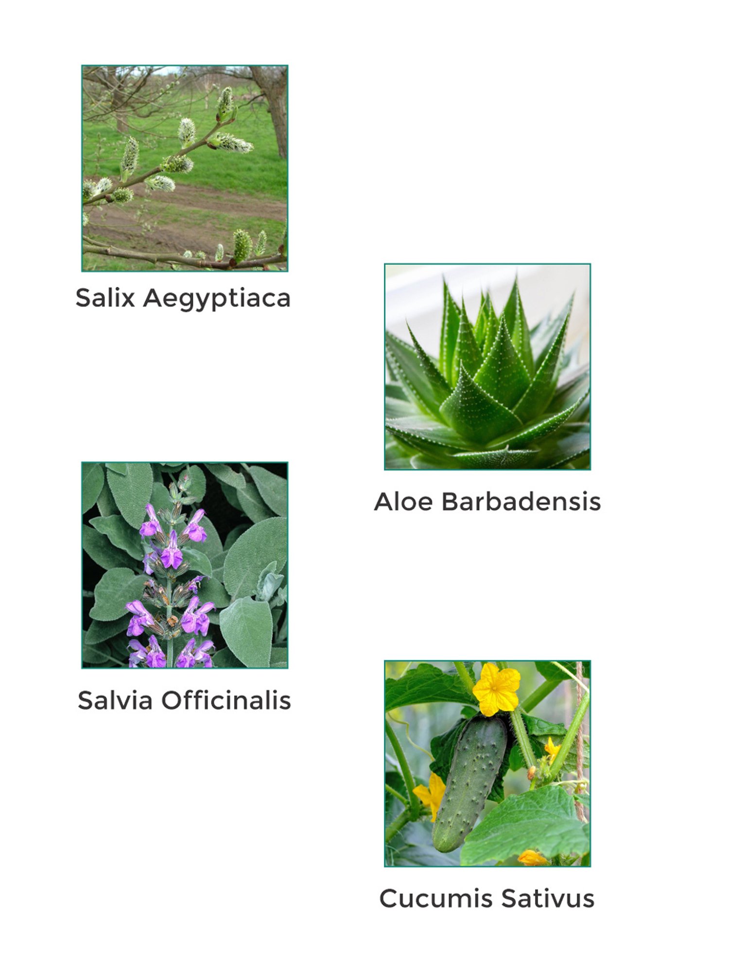 Vegetal Lactoclin-O Cleasing Lotion - 90 gm