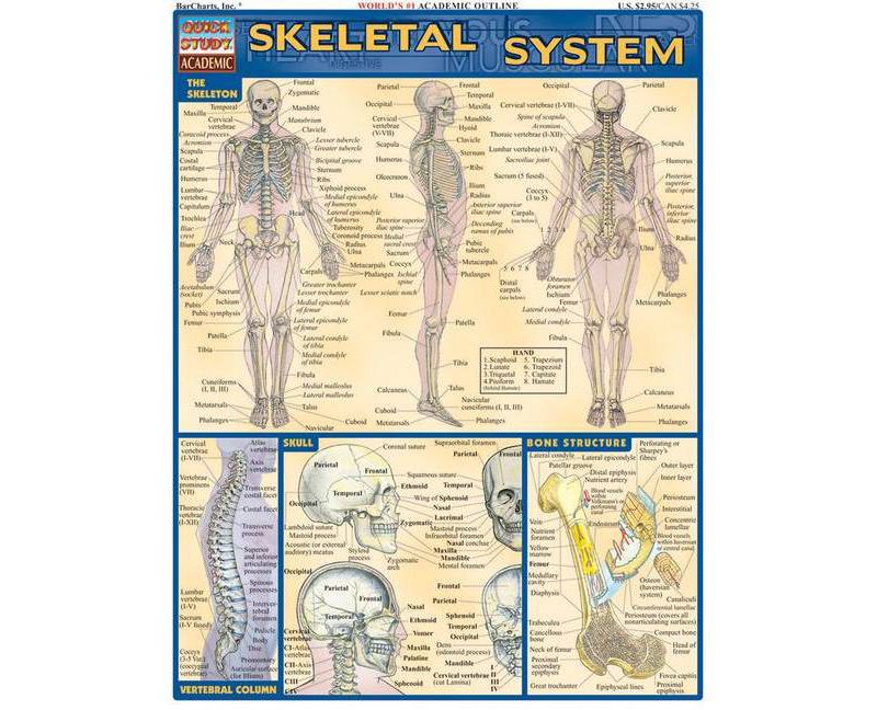 Circuit Analysis - (Quickstudy: Academic) by  Barcharts Inc (Poster)