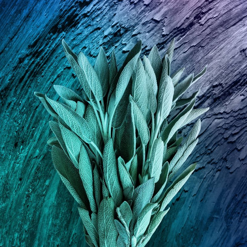 AXE Apollo 48-Hour Fresh Deodorant Body Spray - 4oz