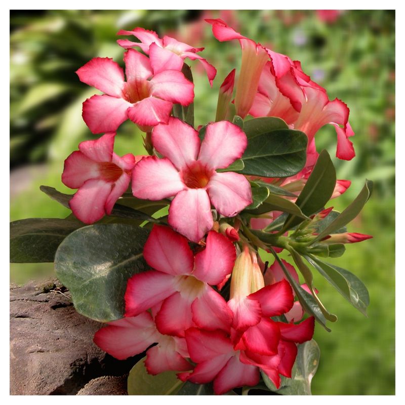 Desert Rose'  1pc - National Plant Network -  Indoor Plant Or U.S.D.A. Hardiness Zones 10 - 11