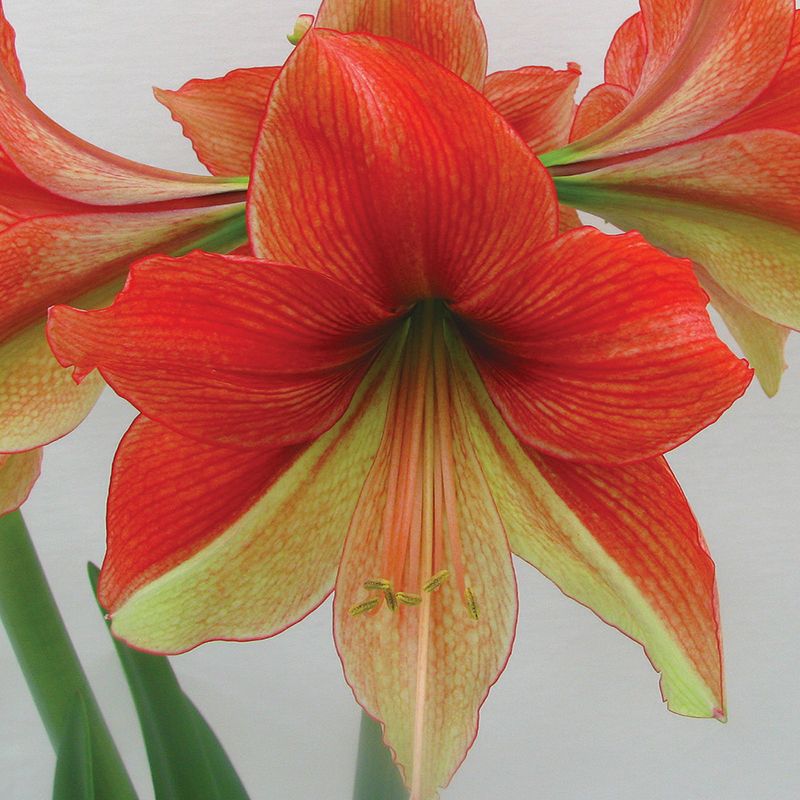 Amaryllis Half & Half Set of 1 Bulb - Red/Emerald Green - Van Zyverden