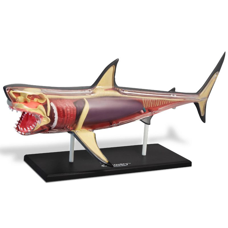 Discovery Kids Toy Anatomy Shark Kit