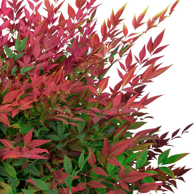 Van Zyverden Roses Mikado Root Stock