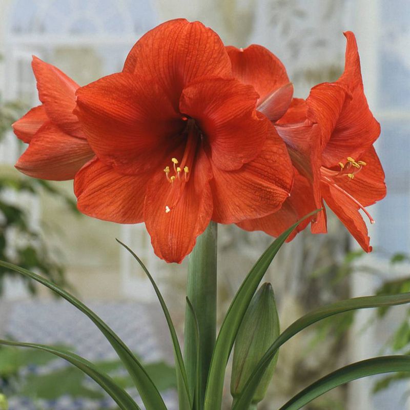 Mega Amaryllis Bulb Souvereign Set Orange - Van Zyverden