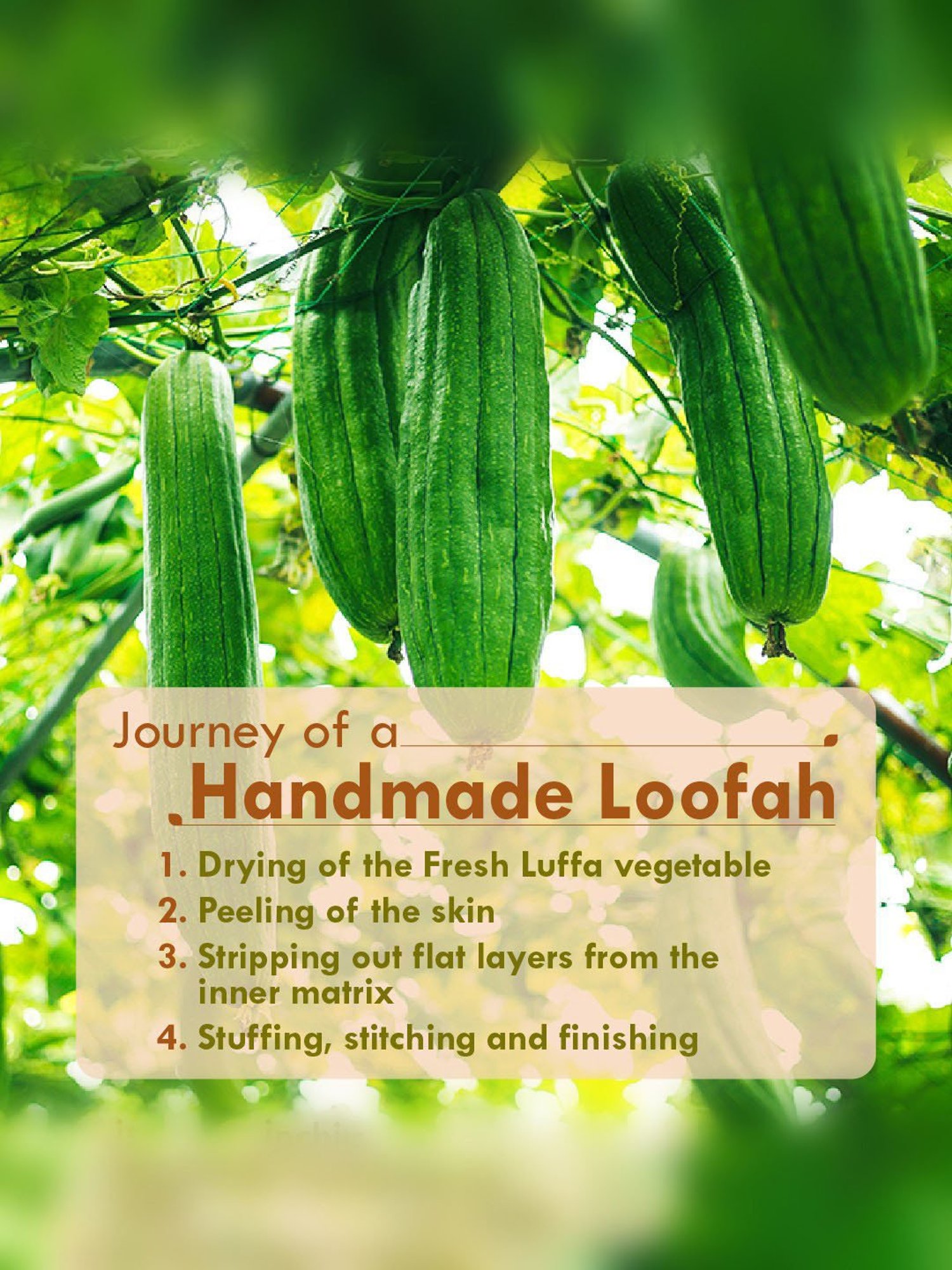 Mei Apothecary Jade Gua Sha Facial Massage Beauty Tool