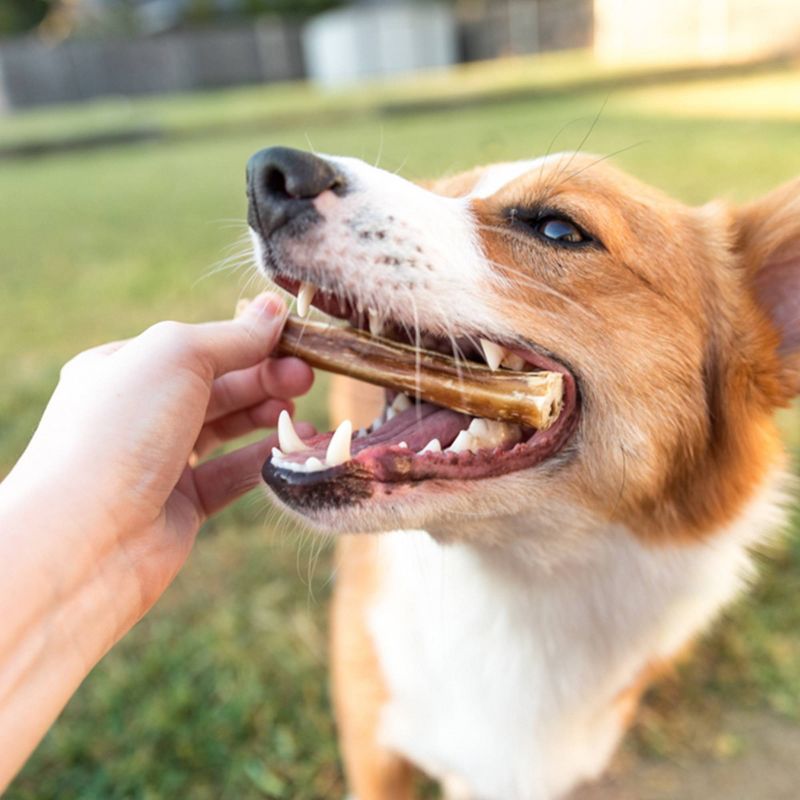 Nature Gnaws Bully Sticks 6" Beef Dog Treats - 1lb