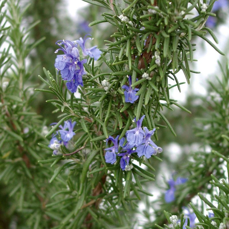 National Plant Network 4pk Rosemary Herb Garden