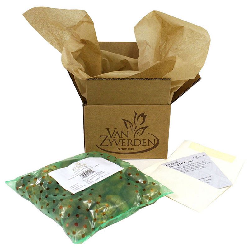 Allium Blend Set of 12 bulbs - Purple - Van Zyverden