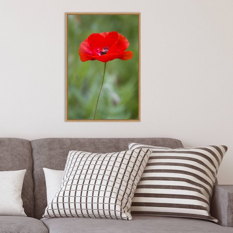 16" x 23" Poppy Flower by Richard and Susan Day Danita Delimont Framed Canvas Wall Art Red - Amanti Art