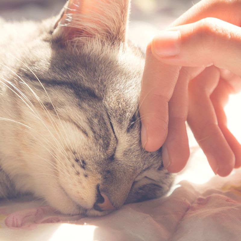 PETKIT Deep Sleep Cat Bed - S - Gray