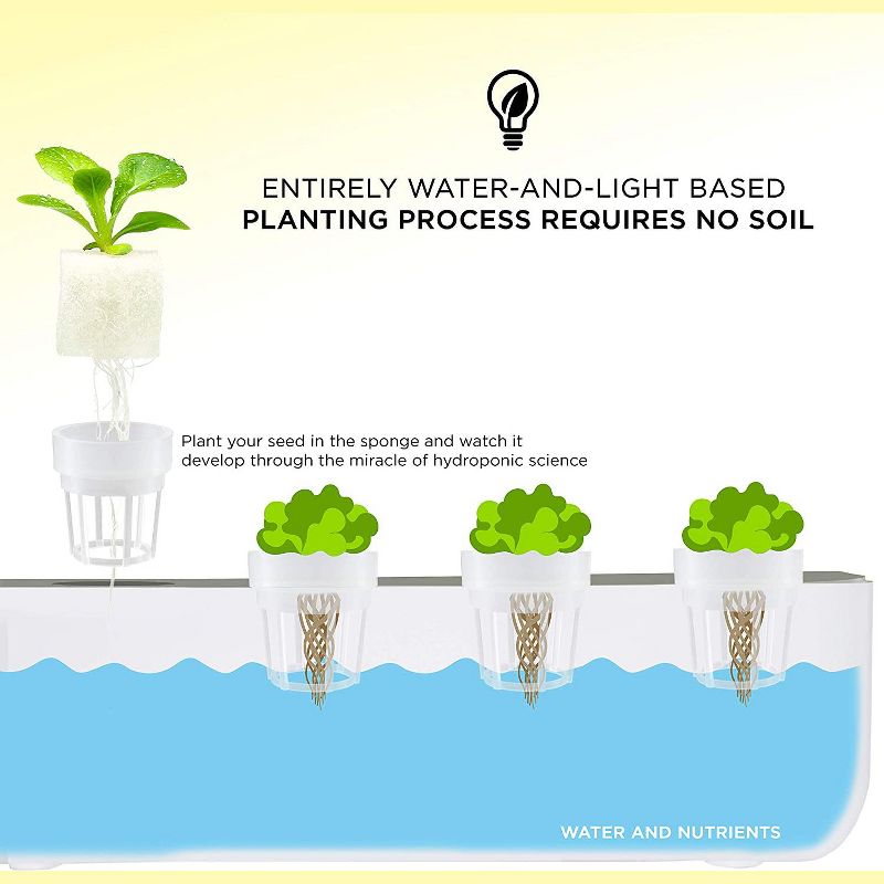 Van Zyverden Roses Mikado Root Stock