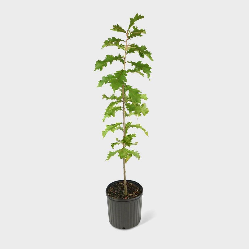 1pc Swamp White Oak - National Plant Network