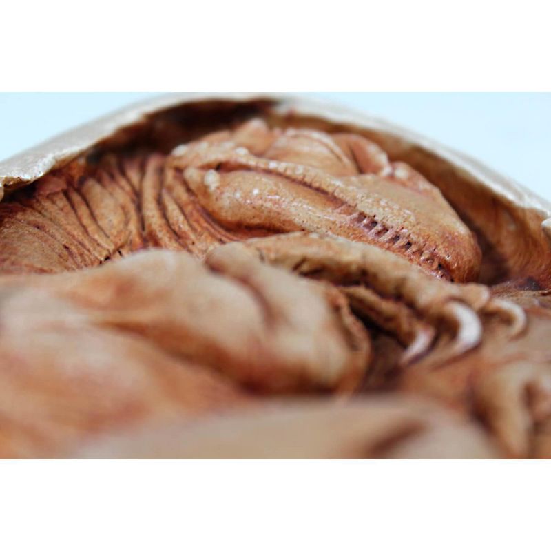 Master Replicas Utahraptor Embryo Resin Replica Dinorama