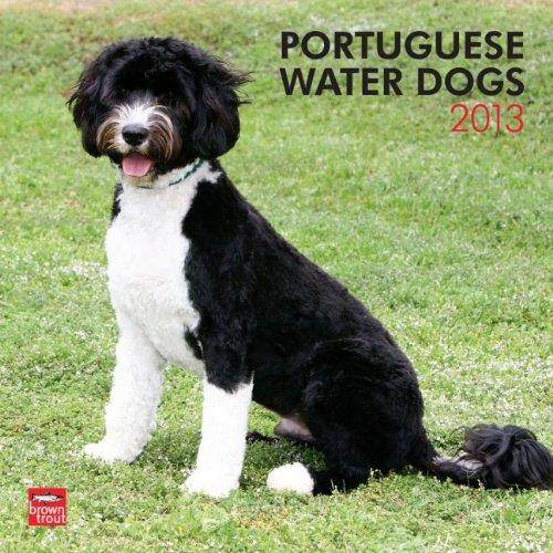 (12x12) Portuguese Water Dogs - 2013 Wall Calendar