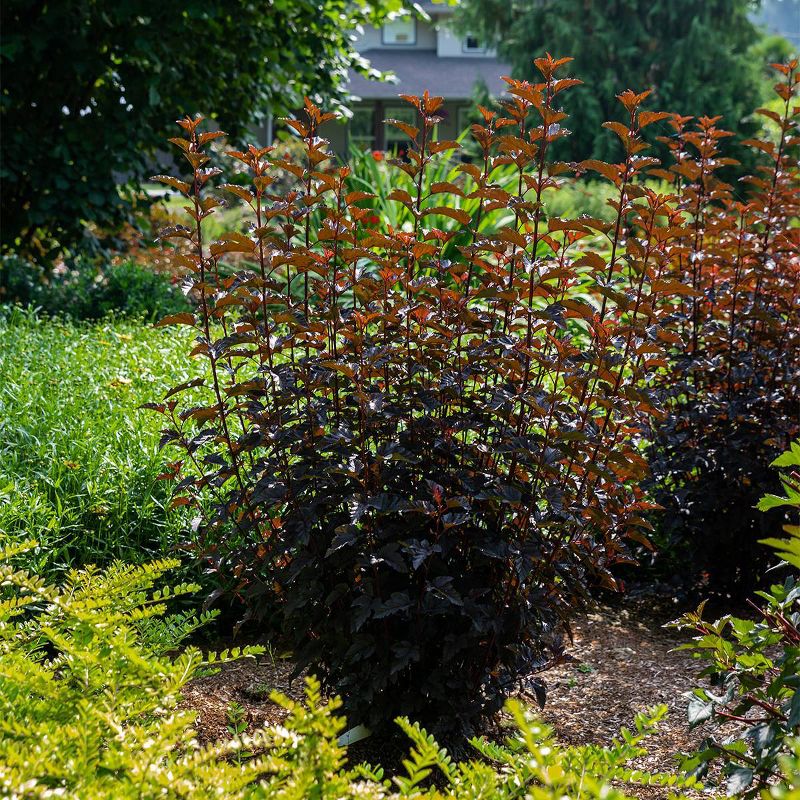 Physocarpus Panther 4" Potted Rocketliners - Van Zyverden