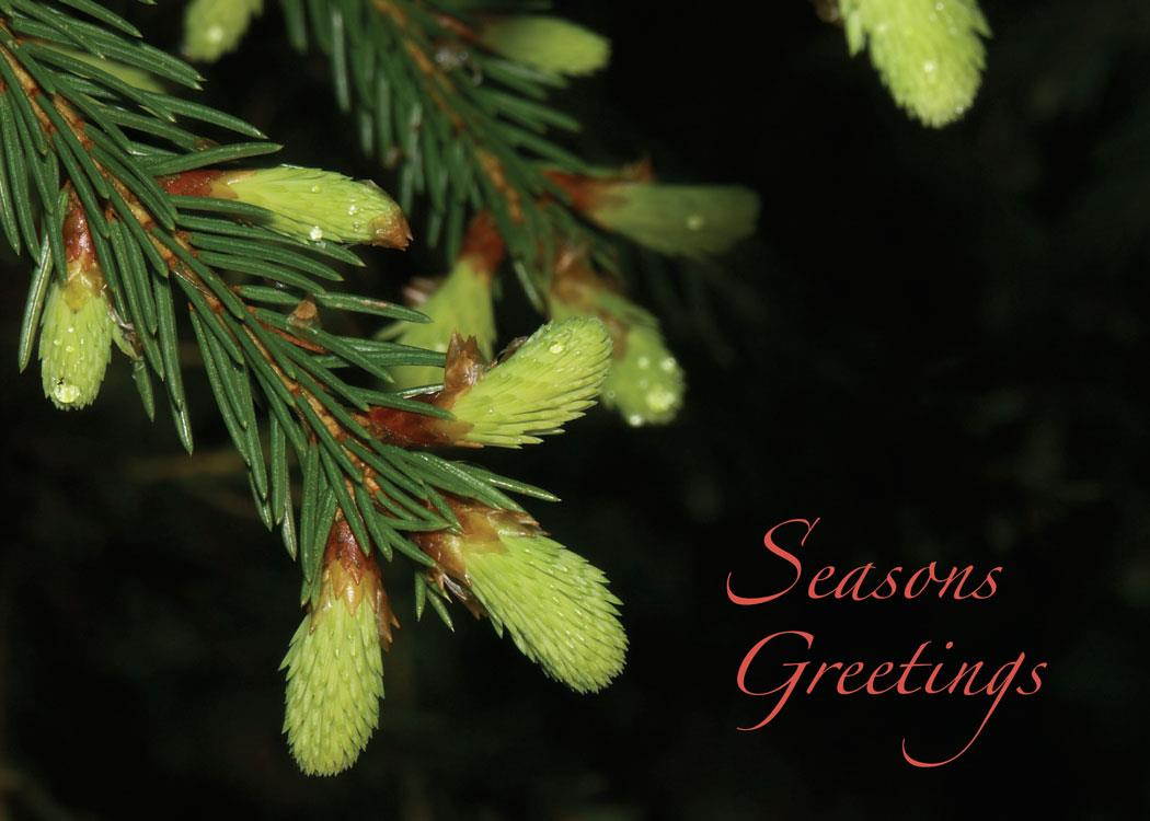 Holiday Greeting Cards - H6028. Business Greeting Card with an Image of a Pine Tree Branch on a Black Background. Box Set Has 25 Greeting Cards and 26 White with Gold Foil Lined Envelopes.