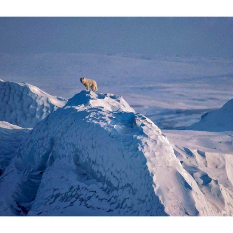 Calendar Ink,  Wolves WWF Wall Calendar 2021