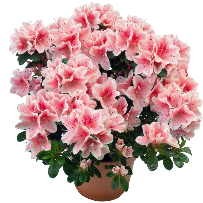 Encore Azalea Autumn 'Sunburst' 3gal U.S.D.A. Hardiness Zones 7-10 - 1pc - National Plant Network