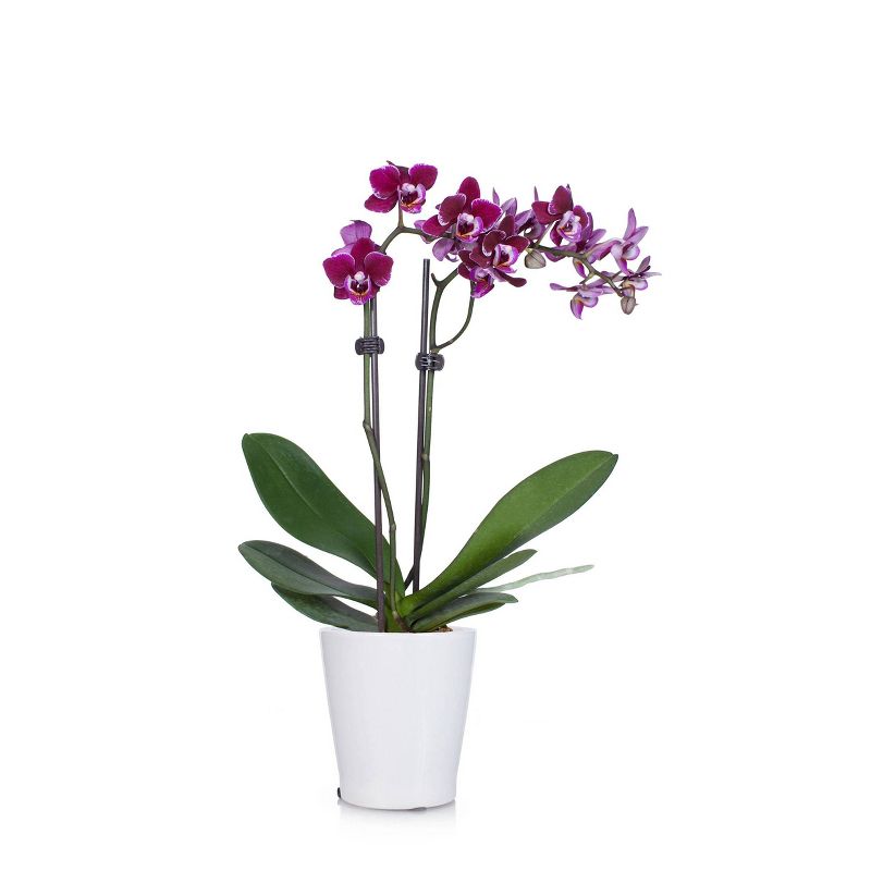 Just Add Ice 3" Purple Orchid in Ceramic
