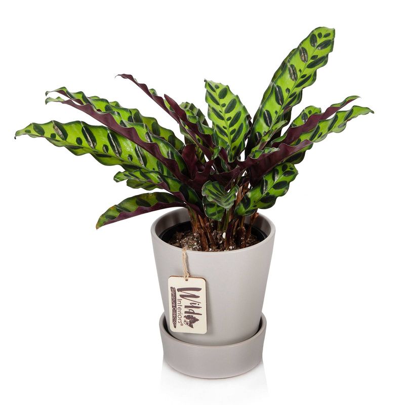 Van Zyverden Roses Mikado Root Stock