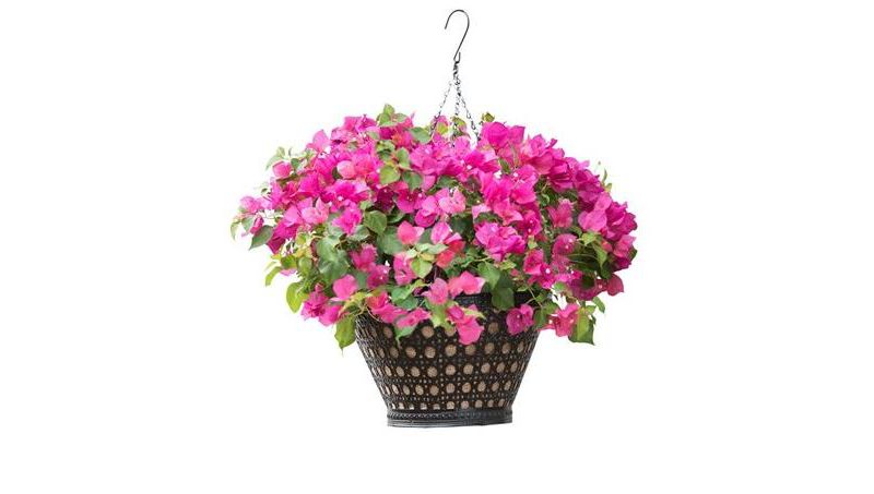AquaSavTM Marrakesh Hanging Basket, 14" - PRIDE GARDEN PRODUCTS