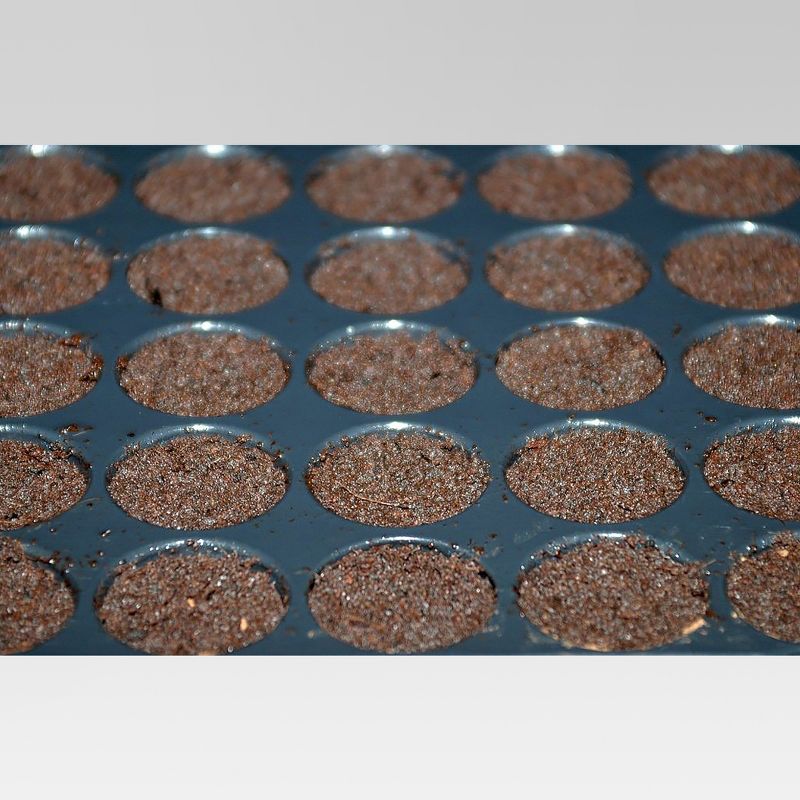 Grow Like a Pro Planting Kit - Buzzy Seeds