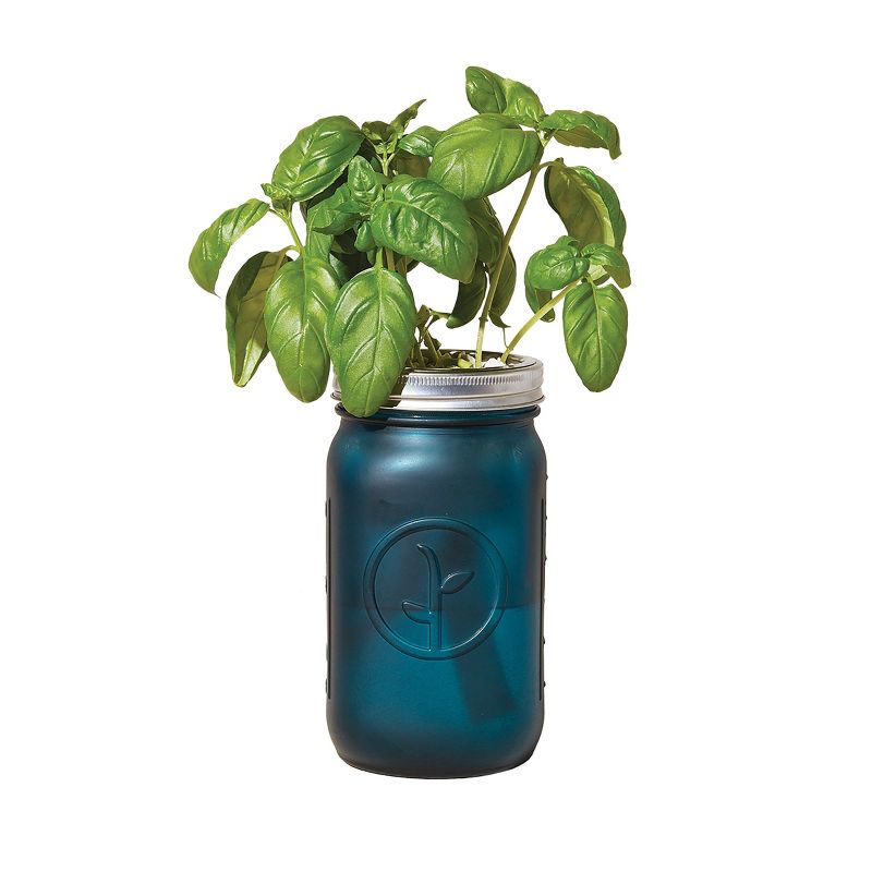 Modern Sprout Glass Jar Grow Set - Basil + Parsley