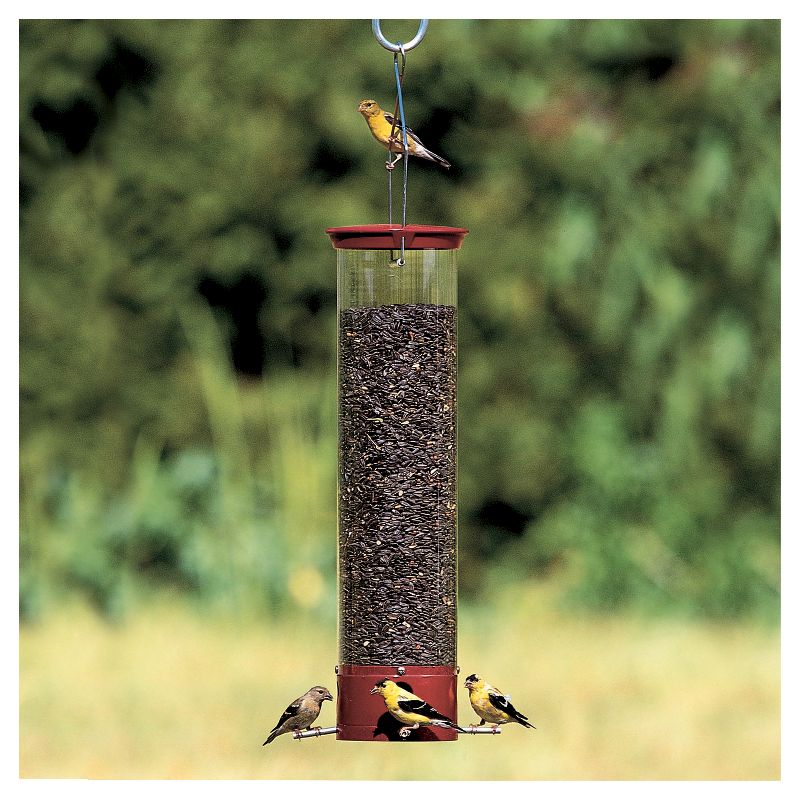 Droll Yankees Yankee Dipper Collapsing Straight Perch Squirrel Proof Bird Feeder - Red - 21"