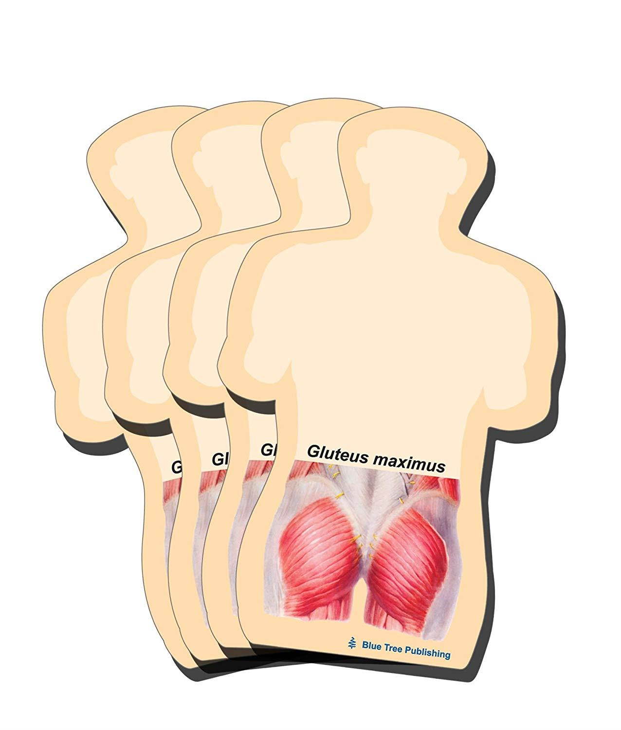 Gluteus Maximus Sticky Notes or a Tight Muscle Butt Note Pad, 4 Pack-100 Sheets Per Pack