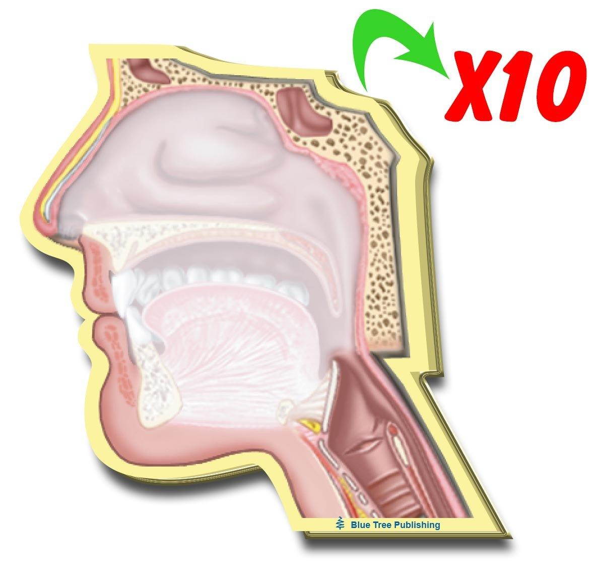 Head Sticky Notes, 10 Packs-100 Sheets Per Pack