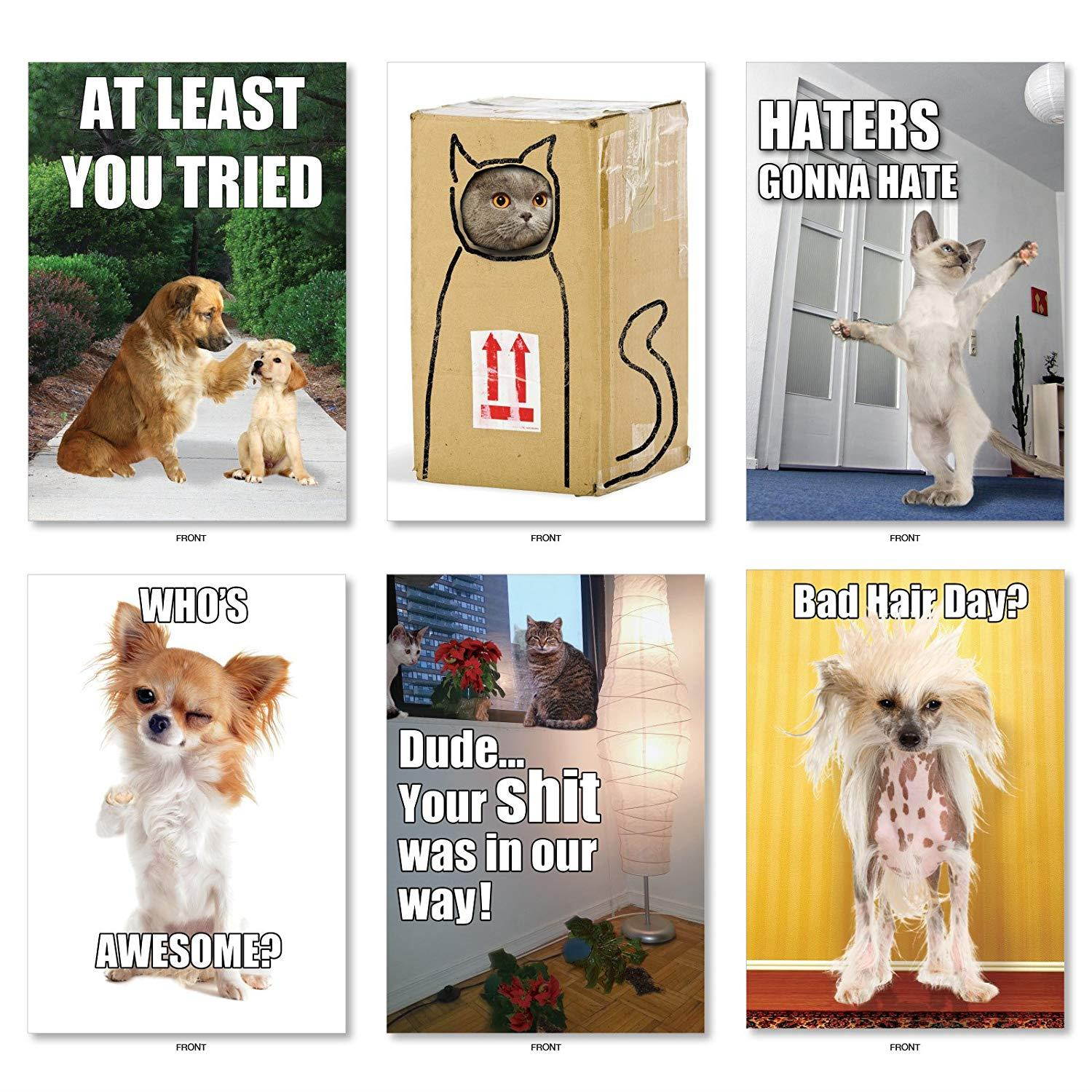 Best Pets Collection': 36 Assorted All Occasions Card With adorable, funny images of cats and dogs, with Envelopes (36 Designs, 1 Card Per Design). AC6654OCB-B1x36