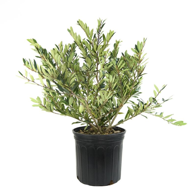 National Plant Network 2.25gal Distylium Plant with White Blooms