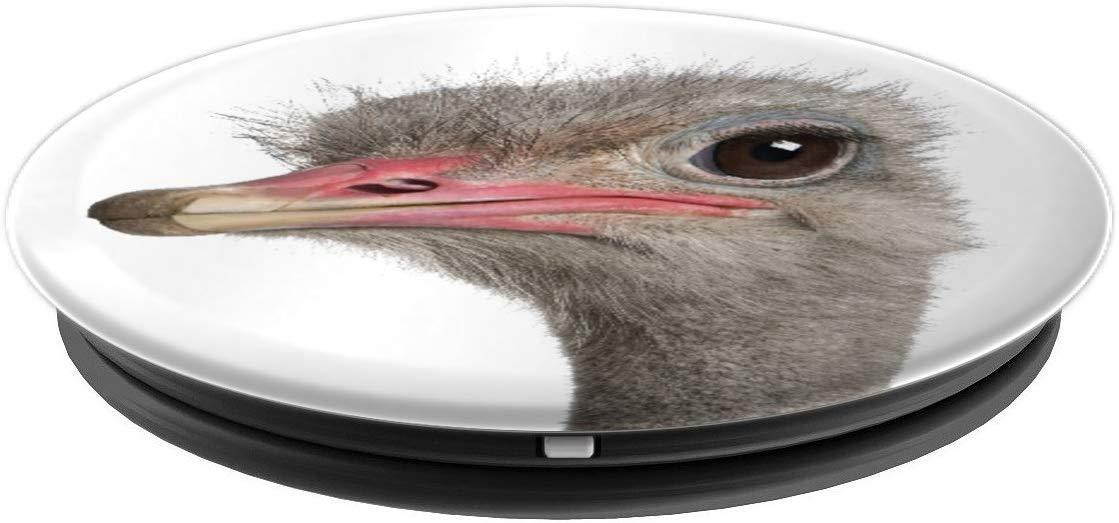 Ostrich Bird Head From Australia