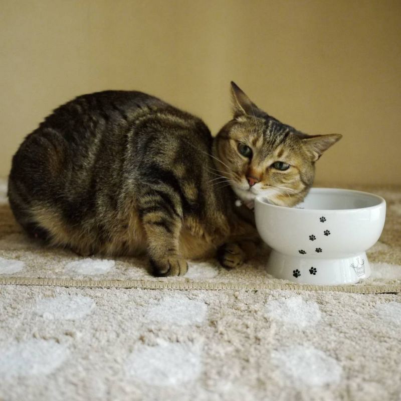 Necoichi Raised Cat Water Bowl