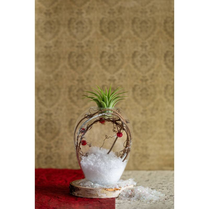 LiveTrends Crystal Frost