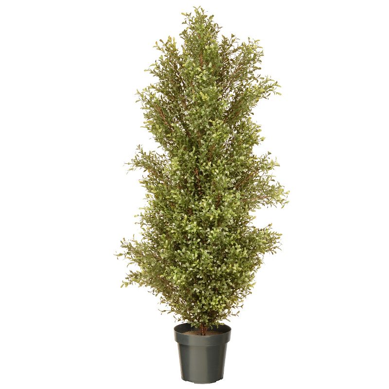 Argentea Plant with Pot (60")