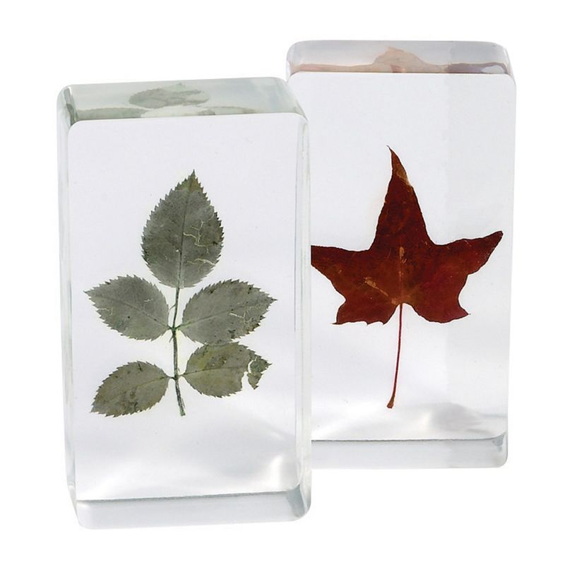 Kaplan Early Learning Plant Life Specimen Set  - Set of 4