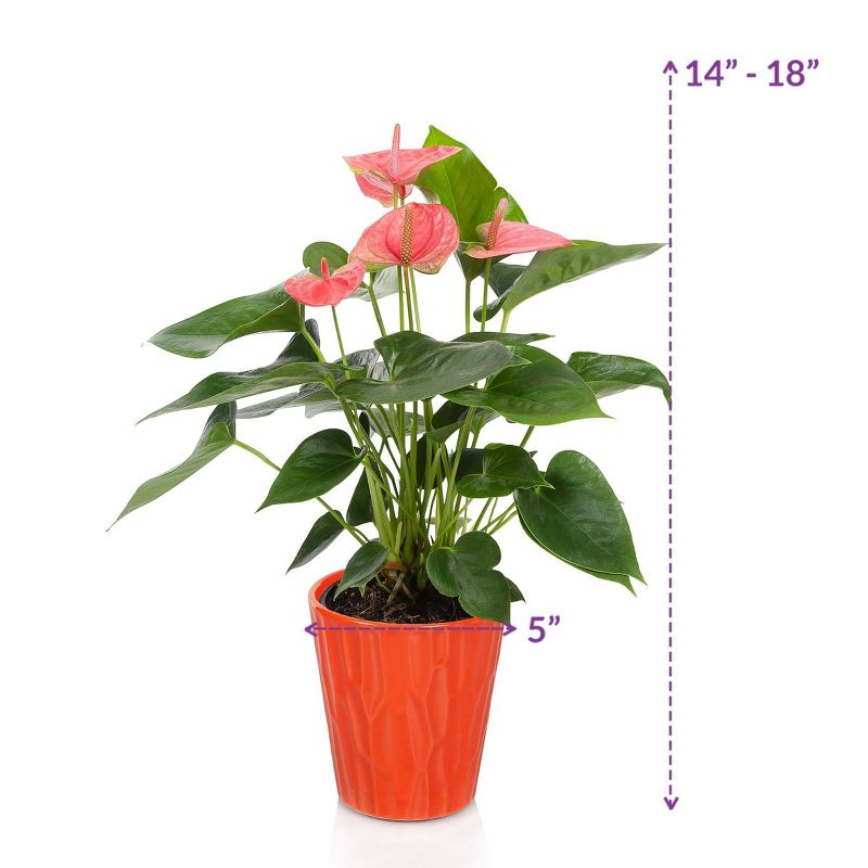 Just Add Ice 5" Pink Anthurium in Ceramic