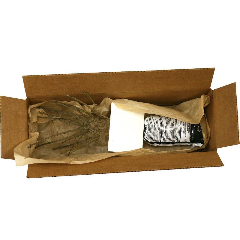 Van Zyverden Burning Bush Root Stock Red