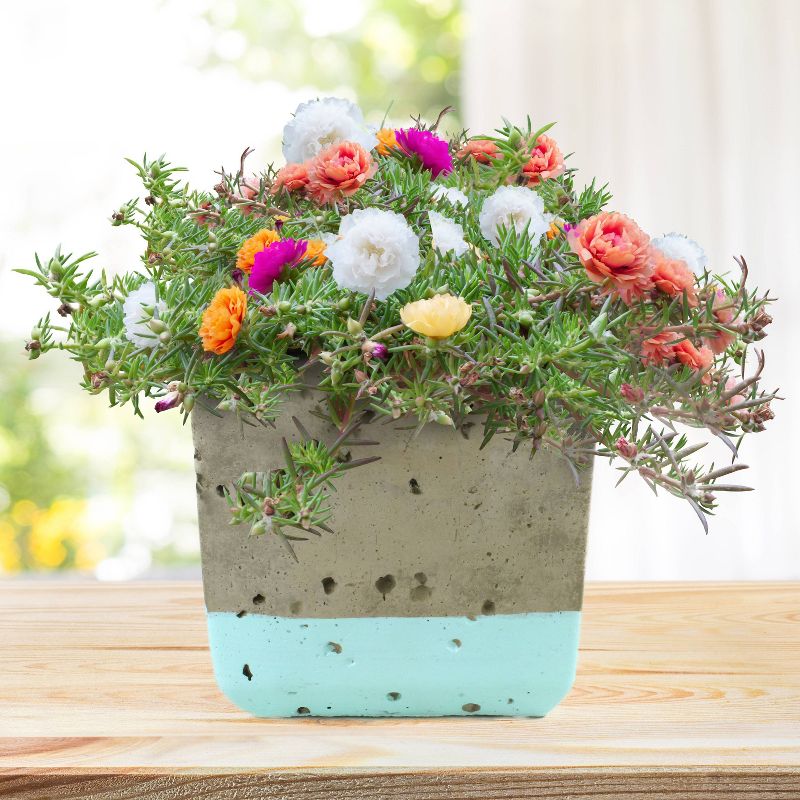 Van Zyverden Roses Mikado Root Stock