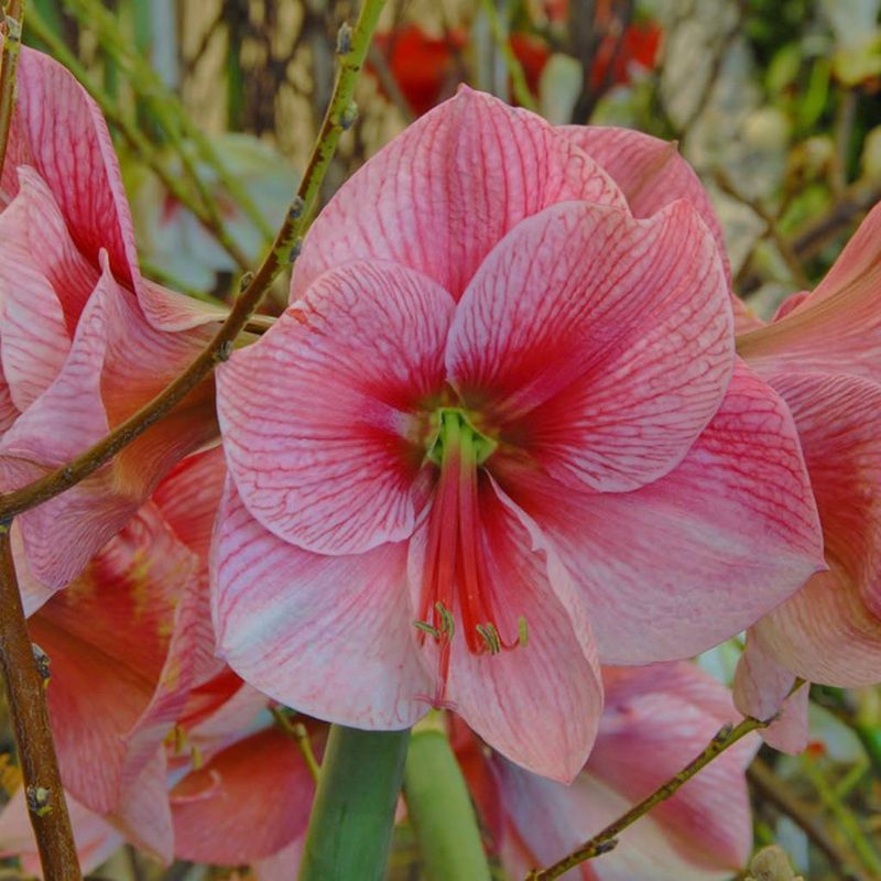 Set of 1 Amaryllis Purple Rain Bulbs - Van Zyverden